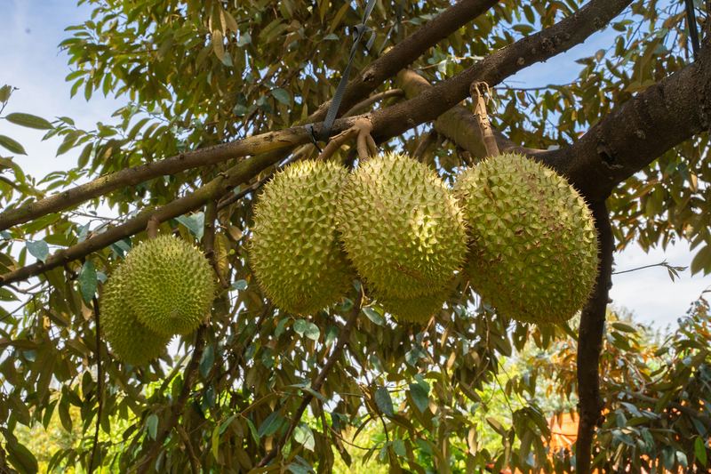 Spiky durian fruits hanging from a branch of a durian tree